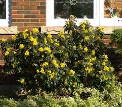 Attēlu rezultāti vaicājumam “Mahonia aquifolium”