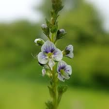 Attēlu rezultāti vaicājumam “Veronica serpyllifolia leaf”
