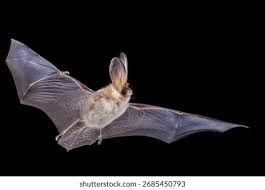 Attēlu rezultāti vaicājumam “Plecotus auritus”