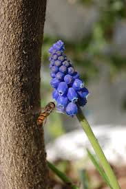 Attēlu rezultāti vaicājumam “Muscari armeniacum flower”