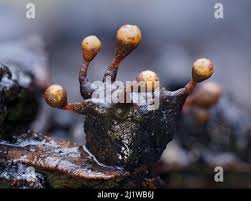 Attēlu rezultāti vaicājumam “Trichia botrytis spores”