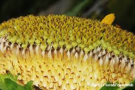 Attēlu rezultāti vaicājumam “Helianthus annuus flower”