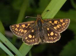 Attēlu rezultāti vaicājumam “Carterocephalus silvicolus female”