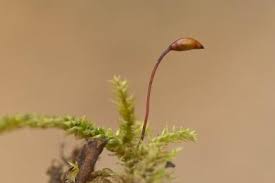 Attēlu rezultāti vaicājumam “Rhynchostegiella tenella macro”
