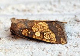 Attēlu rezultāti vaicājumam “Gortyna flavago”