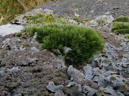 Attēlu rezultāti vaicājumam “Racomitrium heterostichum”