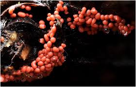 Attēlu rezultāti vaicājumam “Trichia contorta macro”