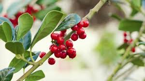 Attēlu rezultāti vaicājumam “Lonicera ferdinandii”