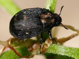 Attēlu rezultāti vaicājumam “Byrrhidae”