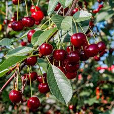 Attēlu rezultāti vaicājumam “Cerasus”