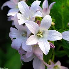 Image result for Campanula lingulata