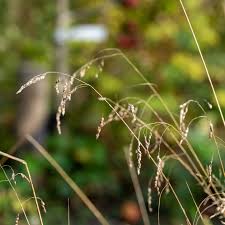 Attēlu rezultāti vaicājumam “Hierochloe odorata”