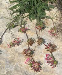 Image result for Anthyllis vulneraria