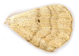 Attēlu rezultāti vaicājumam “Idaea straminata”