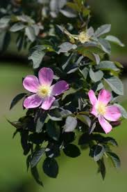 Attēlu rezultāti vaicājumam “Rosa glauca”