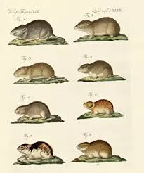 Attēlu rezultāti vaicājumam “Cricetidae”