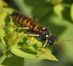 Attēlu rezultāti vaicājumam “Tenthredinidae”