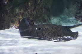 Image result for Himantura uarnak