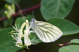 Attēlu rezultāti vaicājumam “Pieris napi underside”