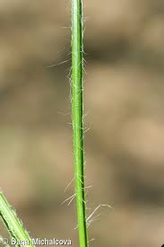 Attēlu rezultāti vaicājumam “Luzula luzuloides”