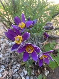 Attēlu rezultāti vaicājumam “Pulsatilla vulgaris flower”