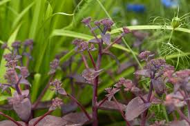 Attēlu rezultāti vaicājumam “Hylotelephium telephium”