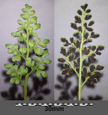 Attēlu rezultāti vaicājumam “Asplenium ruta-muraria”