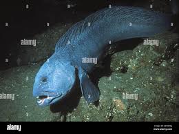 Image result for Anarhichas lupus