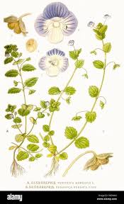 Attēlu rezultāti vaicājumam “Veronica agrestis”