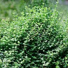 Attēlu rezultāti vaicājumam “Euonymus”