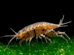 Attēlu rezultāti vaicājumam “Asellus aquaticus”