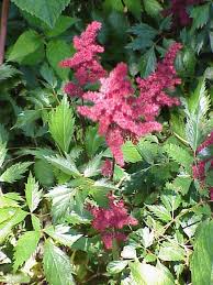 Image result for Astilbe