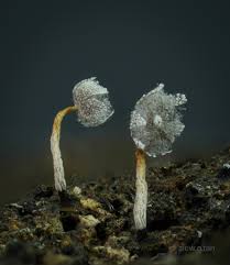 Attēlu rezultāti vaicājumam “Trichia scabra spores”