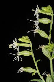 Attēlu rezultāti vaicājumam “Silene tatarica bud”