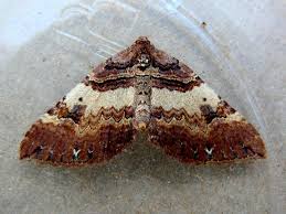 Attēlu rezultāti vaicājumam “Earophila badiata”