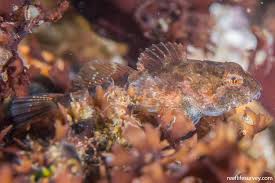 Image result for Myoxocephalus scorpius