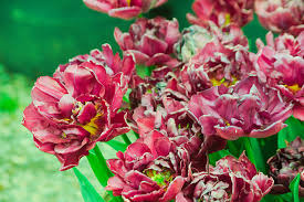 Attēlu rezultāti vaicājumam “Tulipa gesneriana flower”
