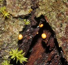 Attēlu rezultāti vaicājumam “Hemitrichia lutescens”