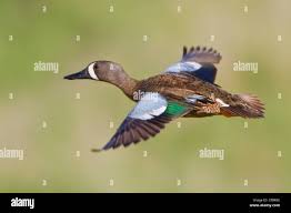 Image result for Anas discors