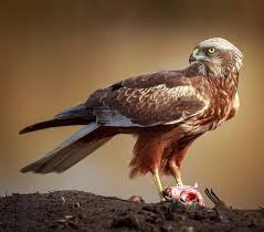 Image result for Pembrokeshire Harriers