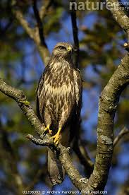 Attēlu rezultāti vaicājumam “Buteo buteo adult”