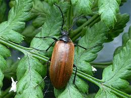 Attēlu rezultāti vaicājumam “Pseudocistela ceramboides”