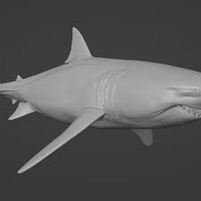 Image result for Carcharodon carcharias