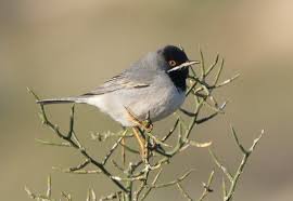 Image result for Sylvia rueppelli