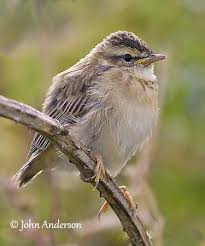 Attēlu rezultāti vaicājumam “Acrocephalus schoenobaenus adult”