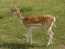 Attēlu rezultāti vaicājumam “Dama dama”