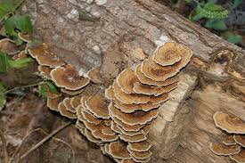 Attēlu rezultāti vaicājumam “Trametes ochracea”