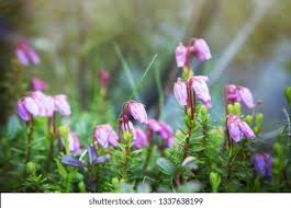Attēlu rezultāti vaicājumam “Empetrum nigrum flower”
