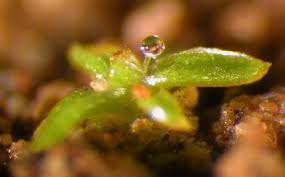 Attēlu rezultāti vaicājumam “Fissidens arnoldii sporophyte”