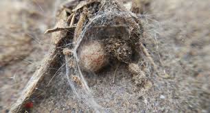 Attēlu rezultāti vaicājumam “Phylloneta cocoon”